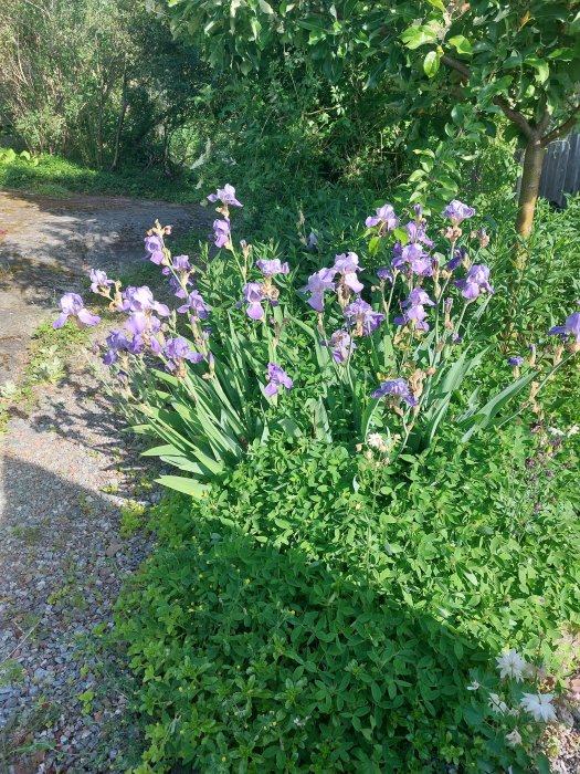 Blommande lila iriser och gröna växter i en trädgård.