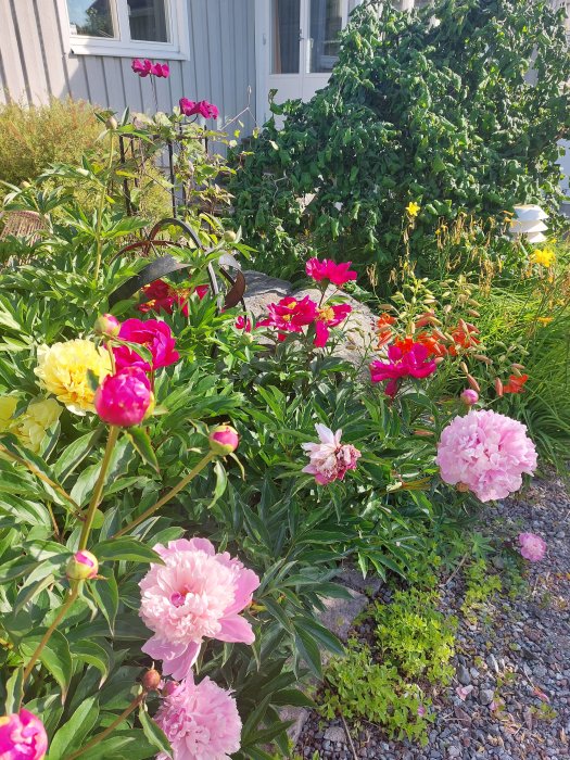 Lummig trädgård med blommande pioner i olika färger framför ett hus, ingen sköldpadda synlig.