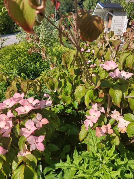 Trädgård med blommande växter i förgrunden, en sovande sköldpadda syns ej.