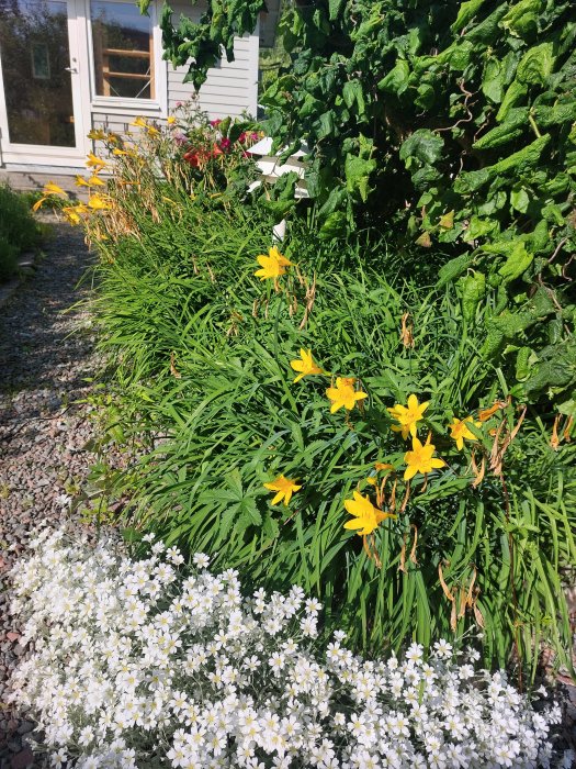 Blommande gul och vit blomrabatt vid husvägg med grönska och solsken.