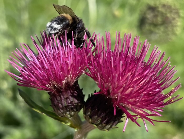 Humla på rosa bäcktistelblomma mot suddig grönbakgrund.