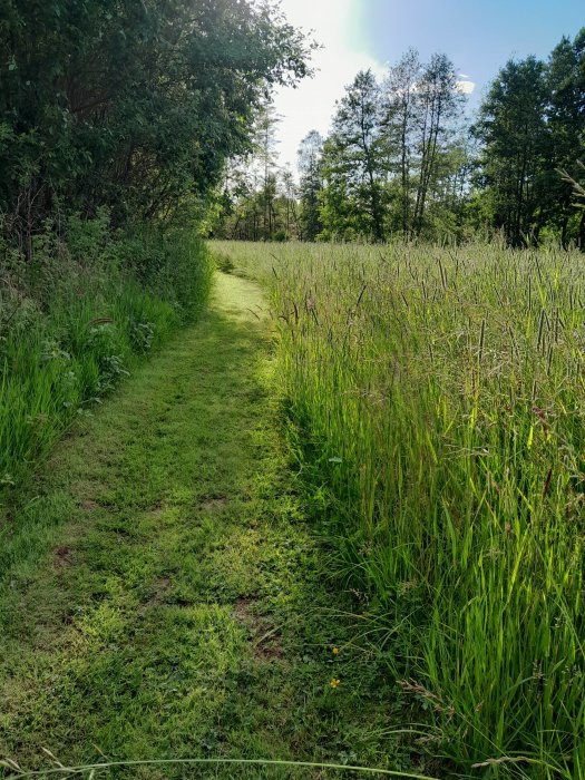 En grön stig genom högt gräs med träd och soligt himmel i bakgrunden.