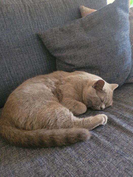 Grå katt sover ihoprullad på en mörkblå soffa med grå kuddar.