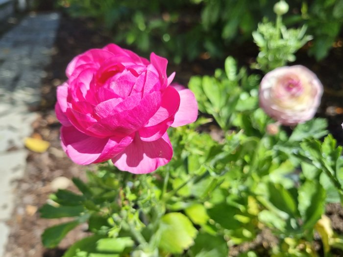 Närbild av en blommande rosa rannunkel i fokus med suddig bakgrund av trädgård och en knopp.