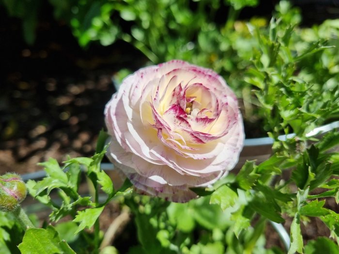 Nyutslagen rannunkelblomma med vit och rosa färg i en trädgård, omgiven av gröna blad.