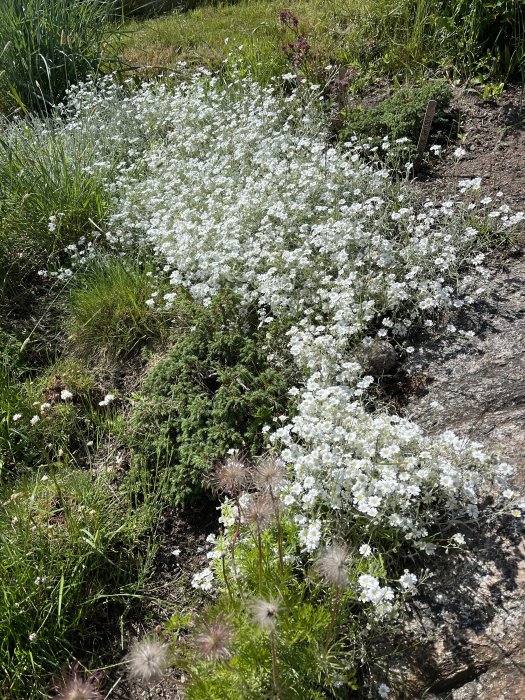 Blommande silverarv i en trädgård med omgivande grönska och marktäcke.