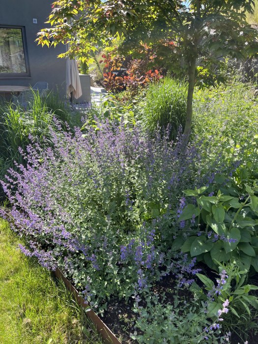 Blomstrande kantnepeta i trädgårdsrabatt med gröna växter och träd i bakgrunden.