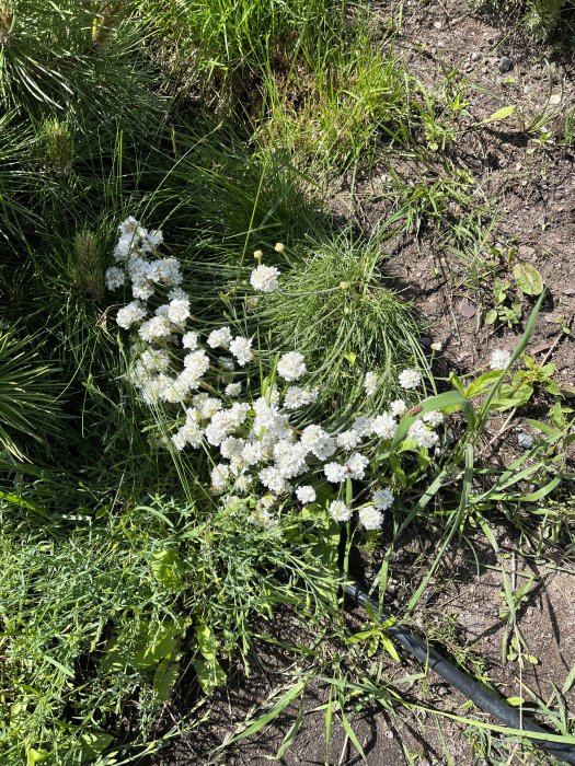 Blommande vit kantnepeta med gröna blad och grästuvor runtomkring i soligt trädgårdsland.