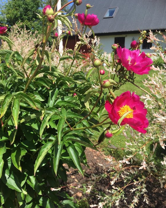 Pion med öppna rosa blommor och sluten knopp i trädgård med en husfasad i bakgrunden.