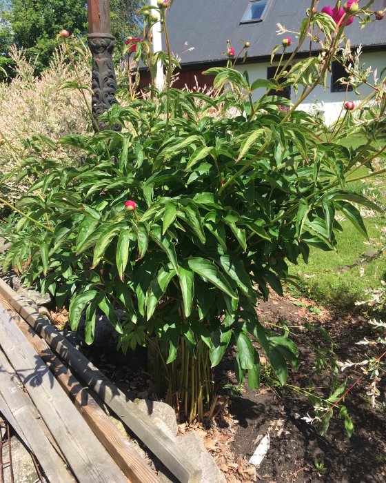 En återupplivad pionplanta med gröna blad och röda knoppar i solsken.