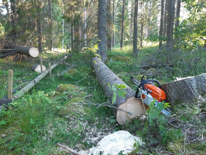 Motorsåg bredvid en nyligen avsågad trädstam i skogsmiljö.