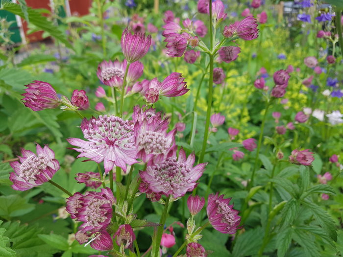 Blommande Stjärnflocka, Astrantia major, i en trädgård med varierad grönska i bakgrunden.