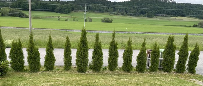 Rad av smala, höga barrträd planterade längs med en grusgång mot en landsbygdsbakgrund.