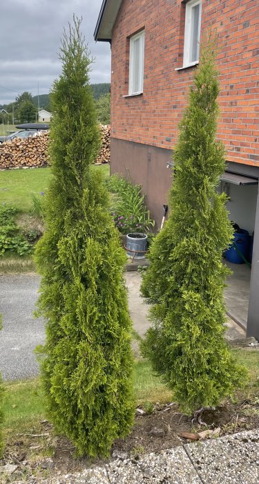 Två höga smala thuja-träd framför en tegelvilla med gräsmatta och vedstapel i bakgrunden.