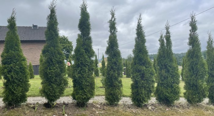 Rad av smala, höga tuja-häckväxter planterade framför ett brun tegelhus under en molnig himmel.