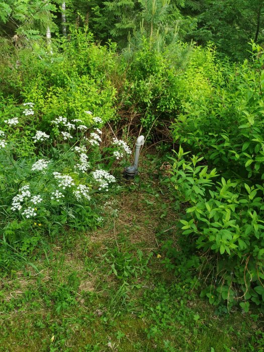 Övertäckt septiktank i skogsmiljö med synlig röranslutning omgiven av grönska och blommor.