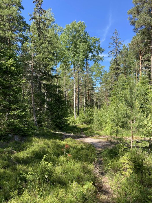 Skogsstig omgiven av gröna träd och vegetation under en solig dag.