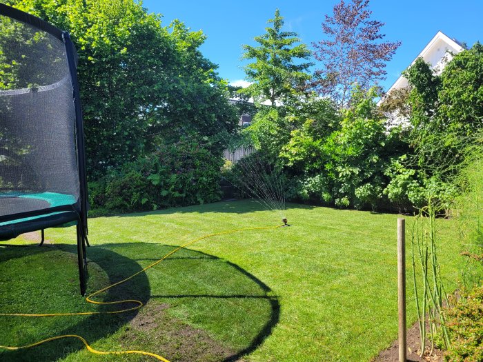 Nylagt gräs med sprinkler i soligt trädgård och trampolin i bakgrunden.