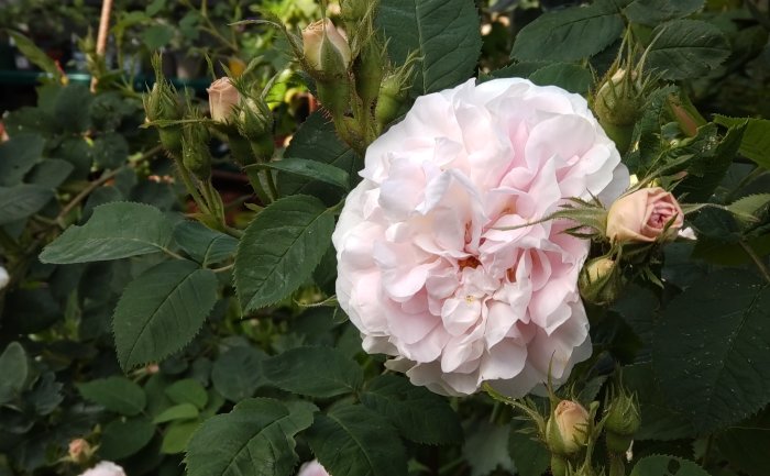 Ljusrosa rosenblomma omgiven av gröna blad och knoppar, "Maiden's blush".