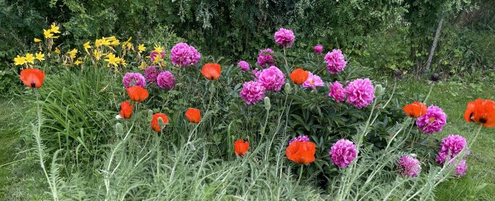 Blomstrande trädgård med röda vallmor, rosa pioner och gula liljor mot grönt lövverk.