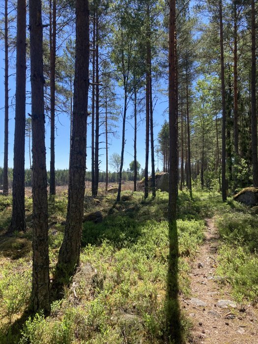 Soligt skogslandskap med tallar och en stig som leder genom grönt undervegetation.