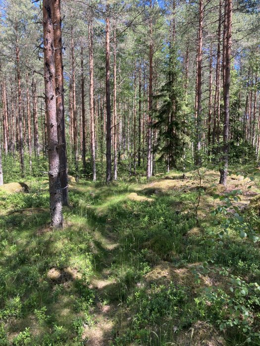 Solljus genom träd i en tät, grön skog med stigar och mossiga stenar.