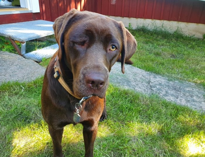 Brun hund med tillfällig svullnad runt vänstra ögat står på en gräsmatta.