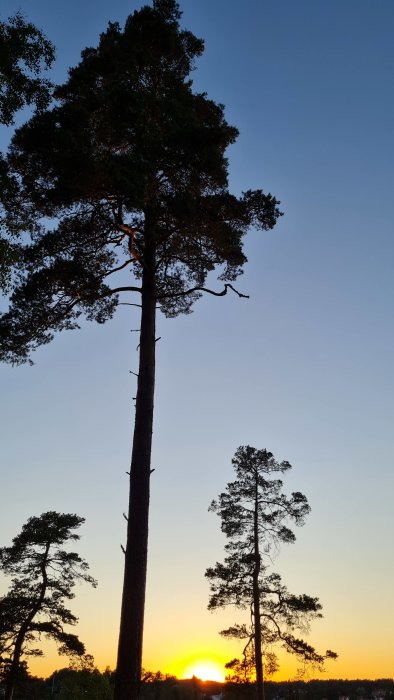 Solnedgång bakom träd i Dalsland med orange himmel på midsommarnatten.