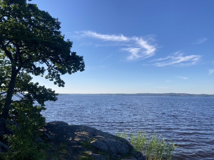Utsikt över en sjö med en grönskande gren över klippor och vattenväxter i förgrunden.