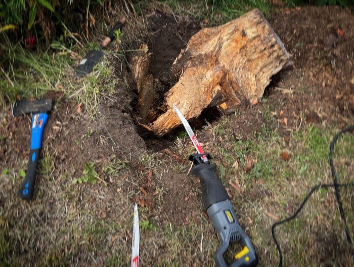 Tigersåg bredvid en halvt uppgrävd stubbe med en yxa och spade i förgrunden.