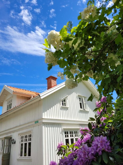 Vitt trähus med rött tak omgivet av blommande buskar under blå himmel.