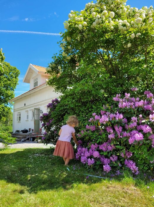 Ett hus med vita fasader omgivet av grönska och blommande buskar med en person som njuter av trädgården.