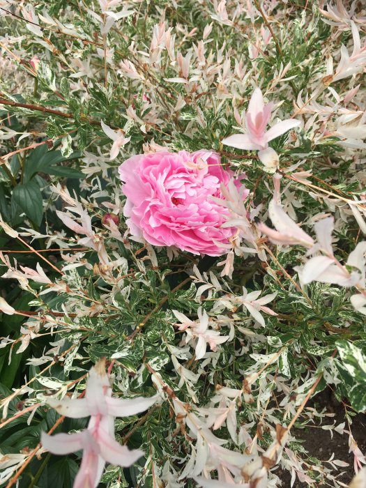 Nyutslagen rosa pion bland vit- och grönlöviga växter.