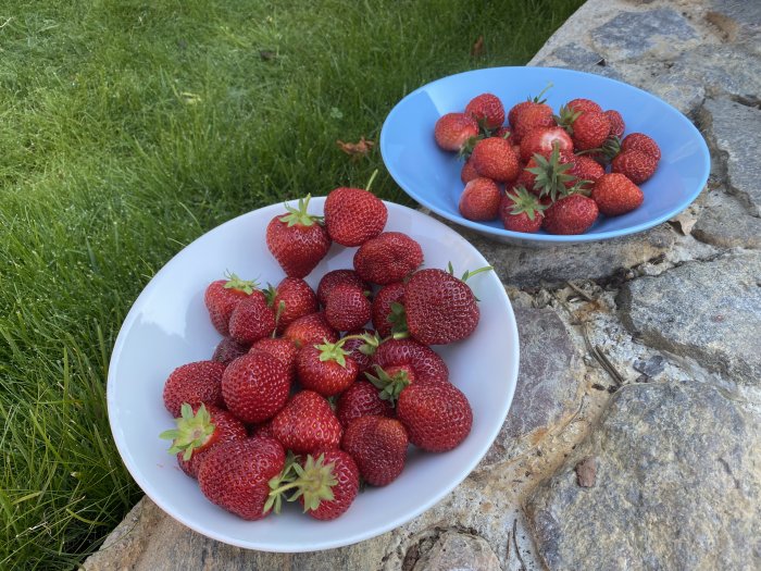 Två tallrikar med nyplockade jordgubbar, Fragaria × ananassa och Fragaria × vescana, på stenplattor.