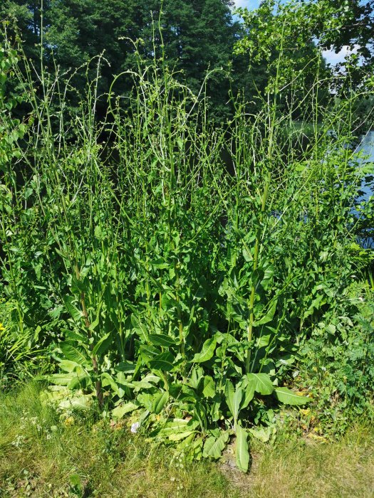 En hög grön växt med små knoppar, omgivna av andra växter, i dagsljus.