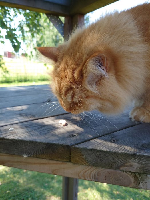 Orange katt snusar på en räkbit på en träbänk utomhus.