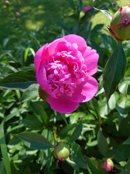 Blommande rosa pion omgiven av gröna blad och knoppar i solsken.