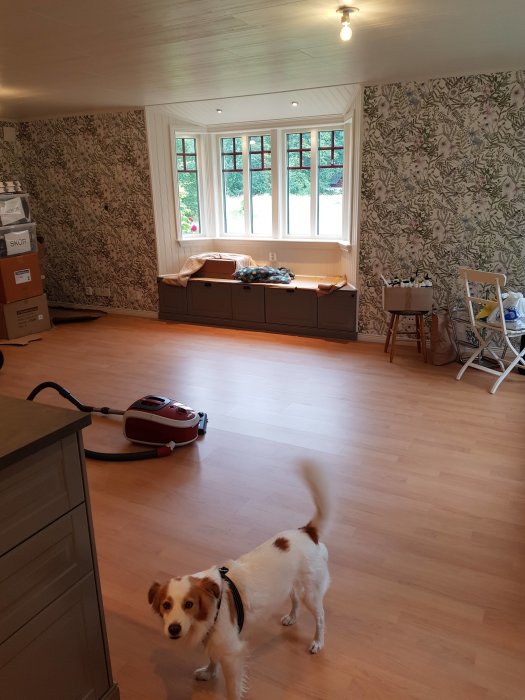 Nyrenoverat rum med flyttkartonger, möbler och en hund, samt städuppsättning på golvet.