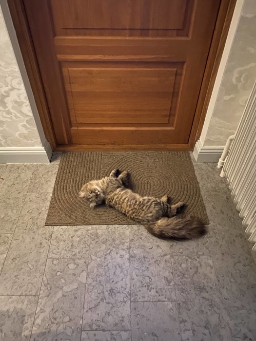 Katten Doris ligger på rygg på en dörrmatta framför en stängd träddörr.