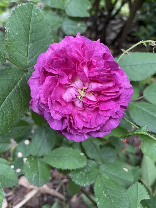 Nyligen återupptäckt rosa Belle de Crézy-ros med rynkiga kronblad omgiven av gröna blad.