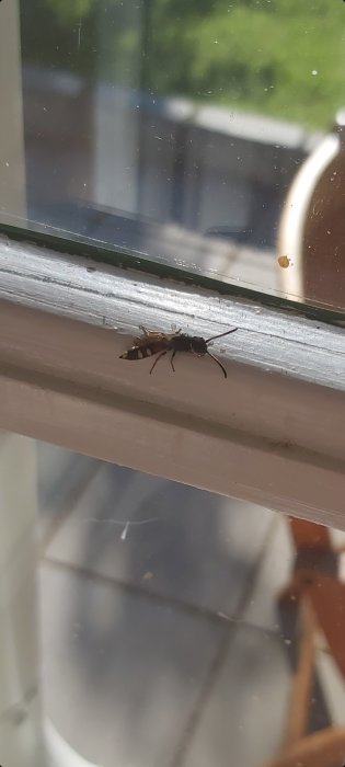 Ett flygande insekt med randig bakkropp på en fönsterkarm inomhus, mot suddig bakgrund.