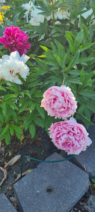 Vita och rosa pioner i blom med friskt gröna blad och knoppar i bakgrunden.