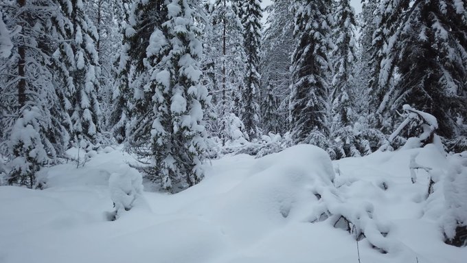 Snötäckt skogslandskap utan synliga personer.