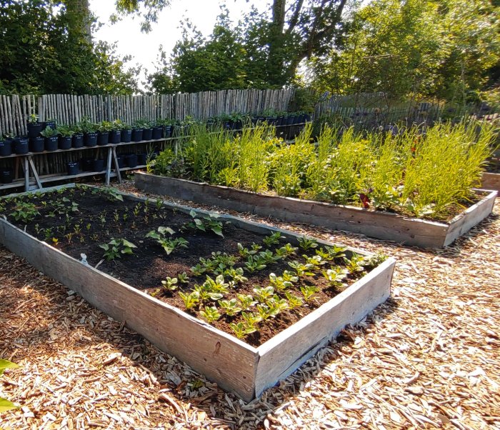 Två odlingslådor med plantor och flisad gångväg i en trädgård.