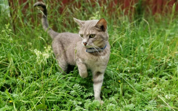 Grå katt med blått halsband i frodig grön gräsmatta.