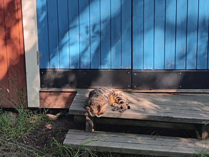 Katt slappar i solen på en trästege framför en blå vägg med skuggor av träd.