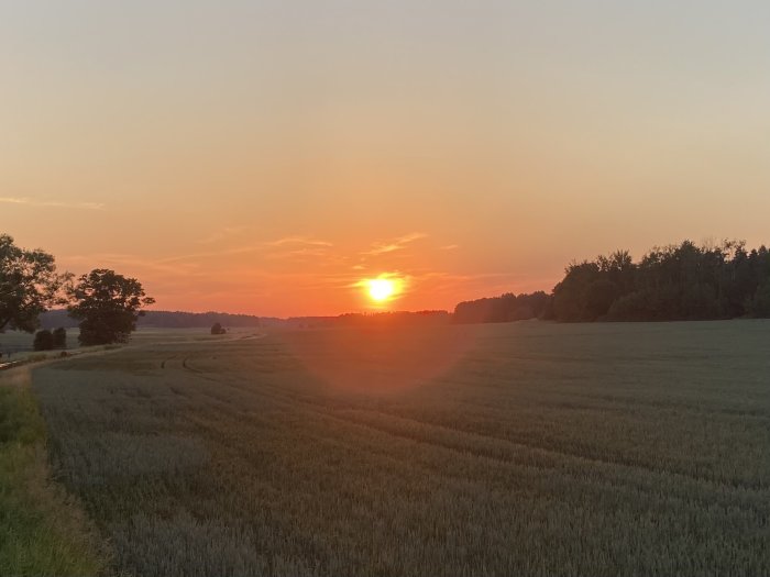 Solnedgång över ett grönt fält med träd i bakgrunden och långa skuggor på marken.
