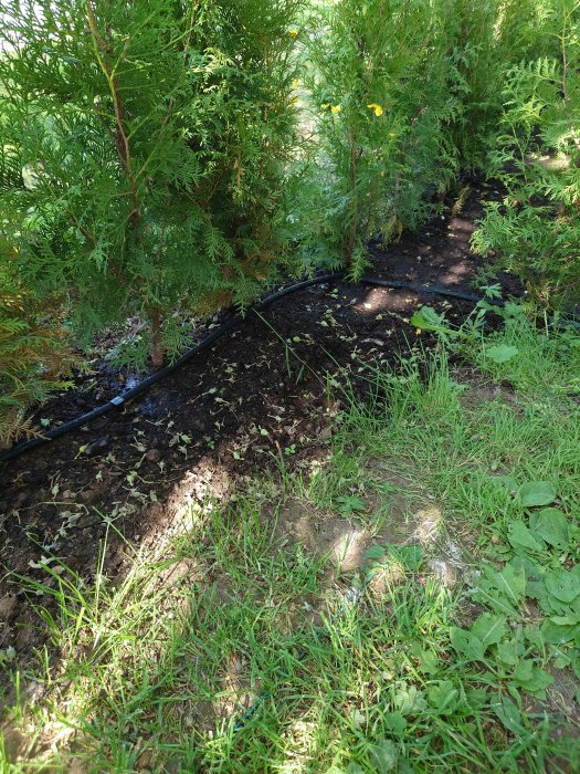 Svart droppslang utlagd längs med en häck för bevattning på fuktig jord och gräs.