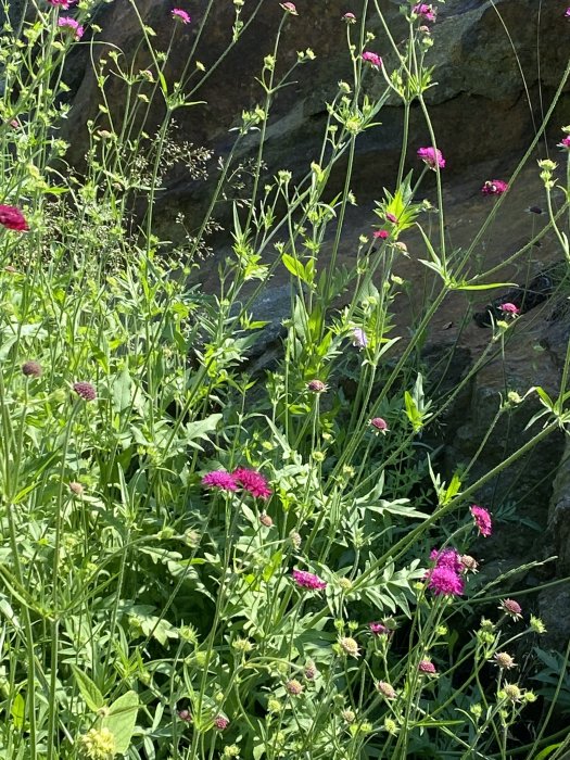 Blommande grekvädd och spirande stäppsalvia i en trädgård.