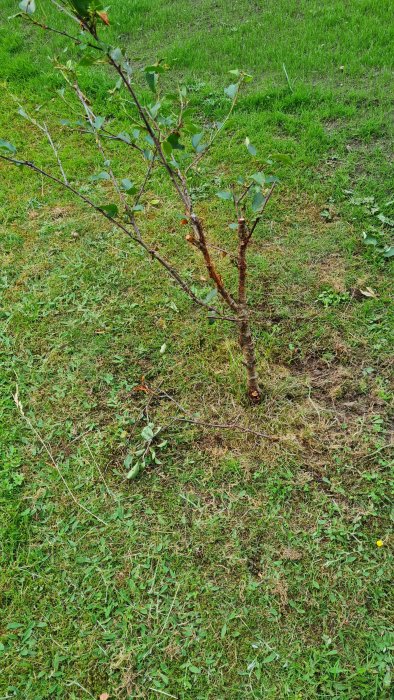 Körsbärsträd med avslitna grenar och synliga tecken på vildsdjurs skadegörelse i en gräsmatta.